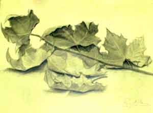 Dibujo a lápiz de hojas secas